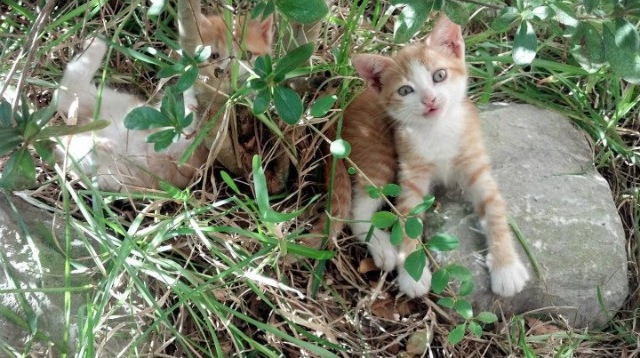 足球史上的唯一,当巴斯托尼化身观众,哥斯达黎加用狂胜点亮全场