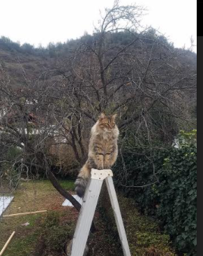 冰与火,利物浦的烈焰,终在楚阿梅尼的寒冰长城前熄灭