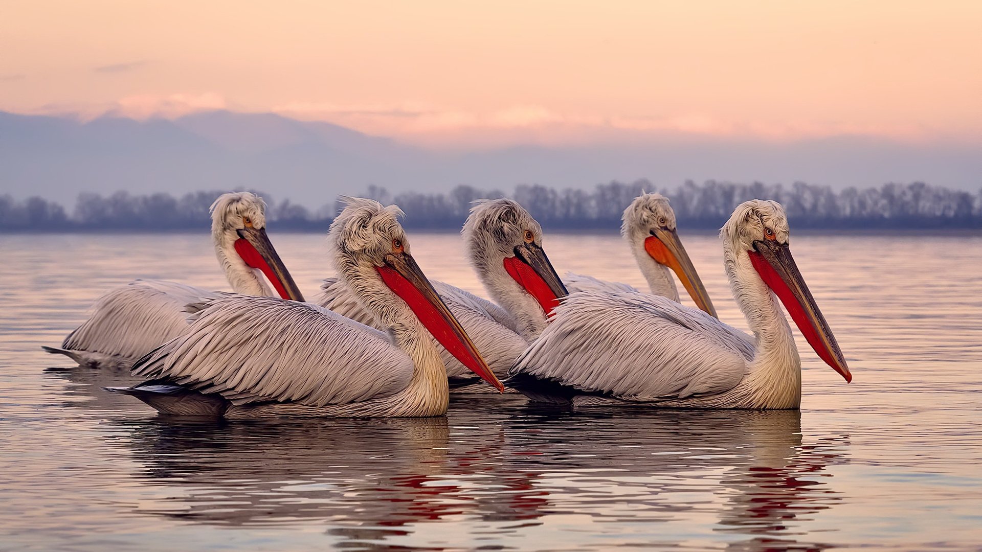 托尼一锤定音,法国轻取贝蒂斯,今夜唯一的关键先生