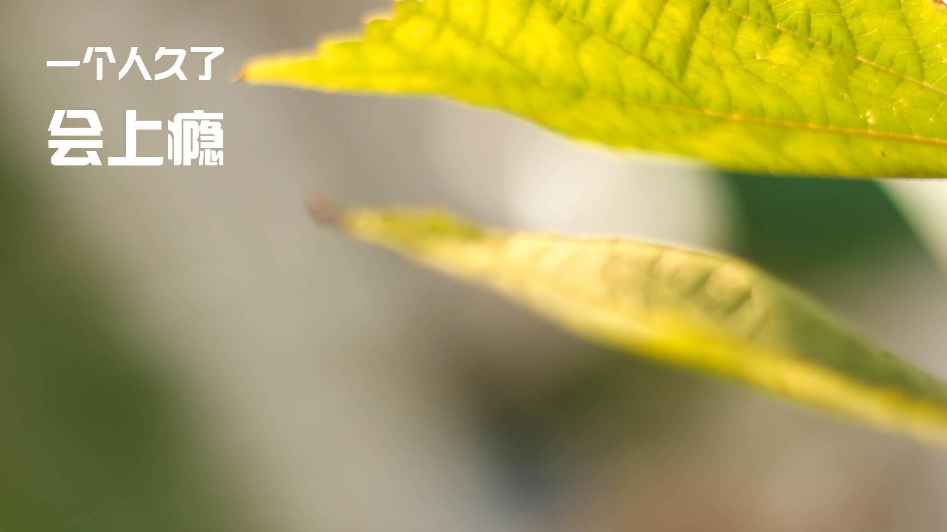 极速对决,当F1的速度哲学强行终结篮球传统—广厦队如何被步行者式战术击溃