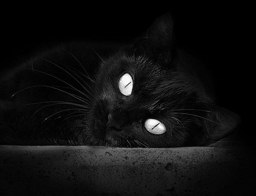 教科书级的表演与终极悬念,福克斯如何定义英超争冠之夜