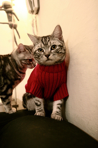 2026世界杯焦点战,莱比锡红牛系球员闪耀,德国队横扫加纳展现统治力