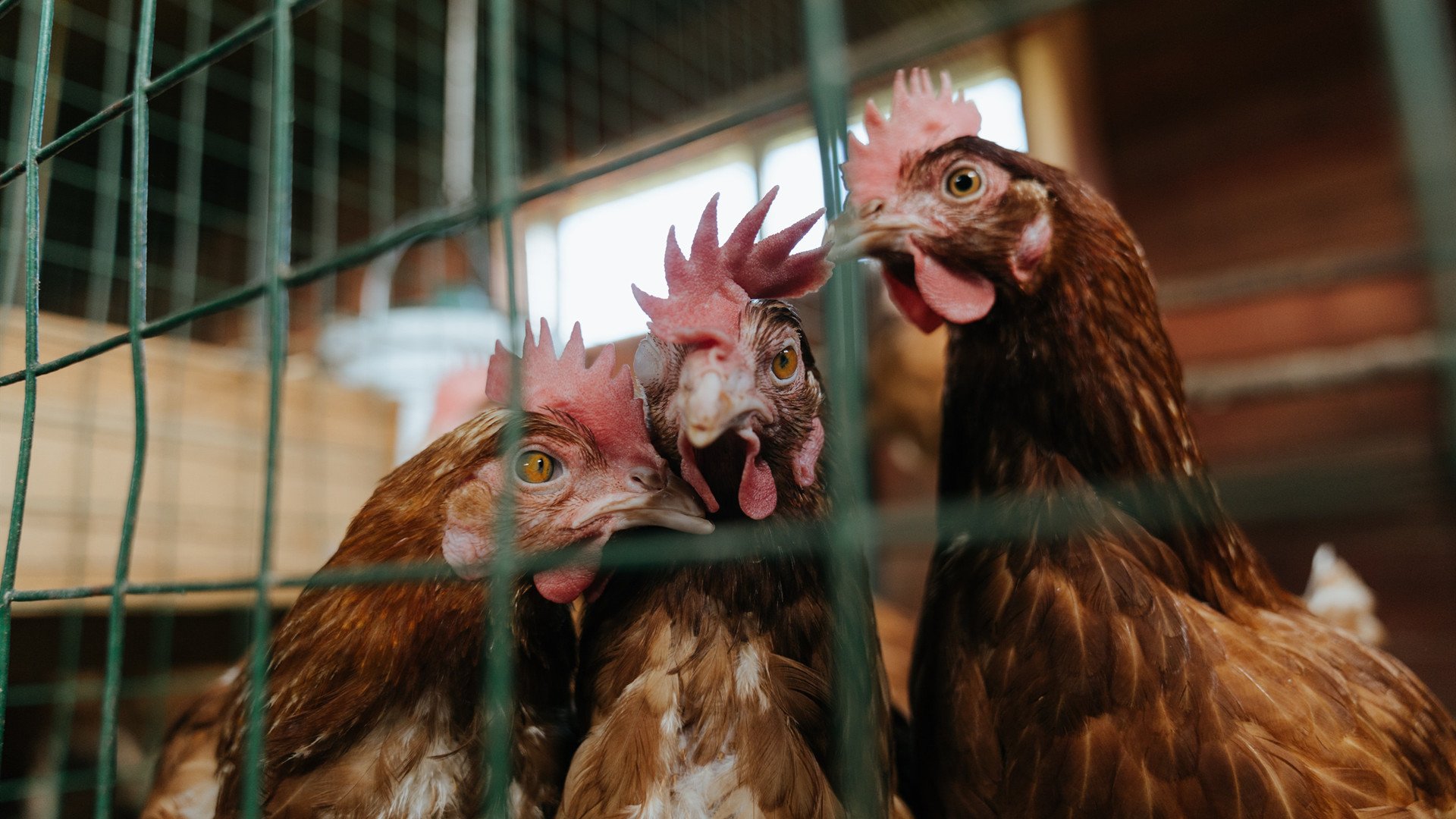 当哈兰德在西决之夜完成另类帽子戏法