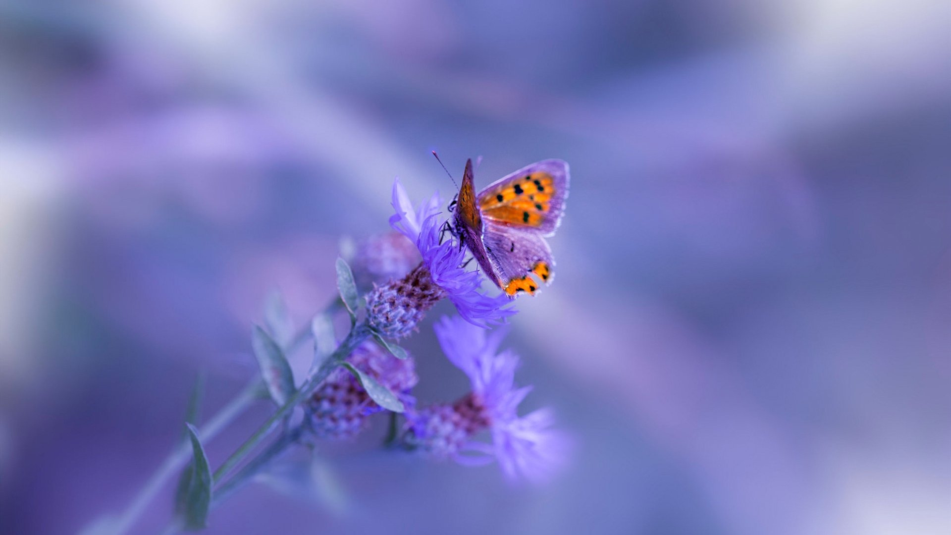 以瑞典之名,阿劳霍化身北欧壁垒,巴萨用北欧哲学碾压曼城