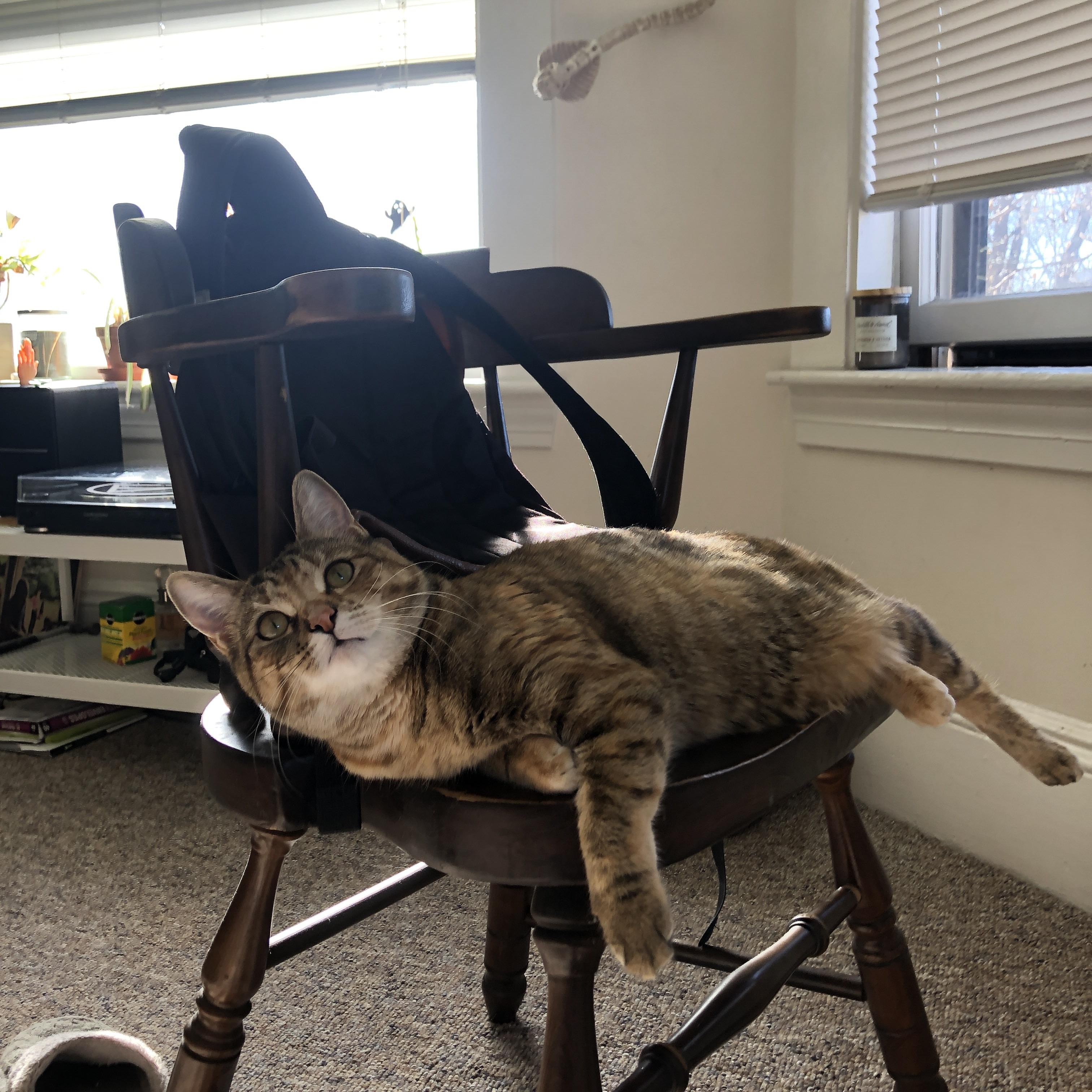 双线战场,拜仁的压迫美学与凯尔特人的淘汰赛智慧