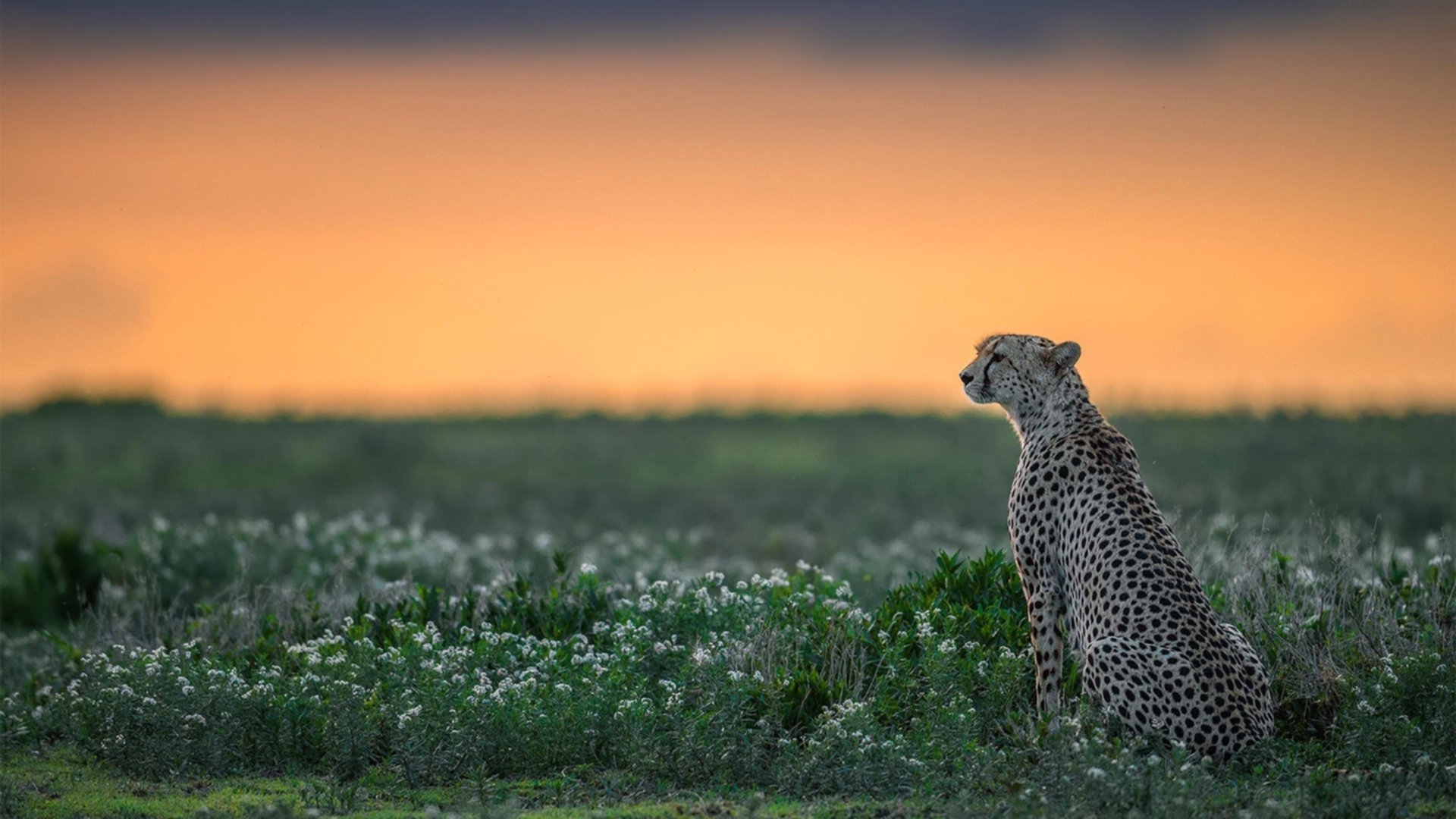 老鹰阴霾下的聚光灯,布伦森的舞台越大,心跳越强