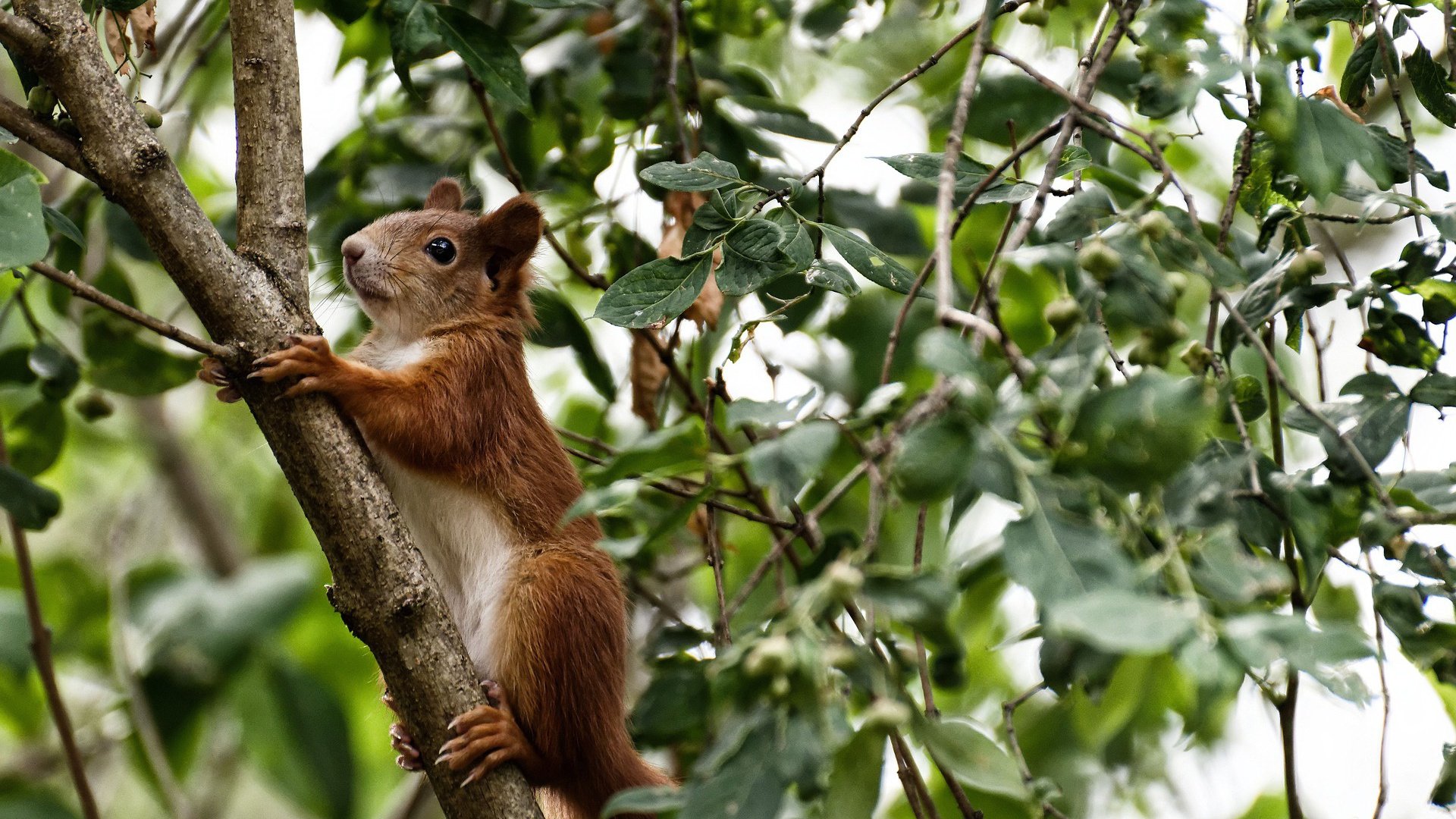 压哨绝杀!天平倾斜的最后一秒—武神降临,上海惊魂击败广厦