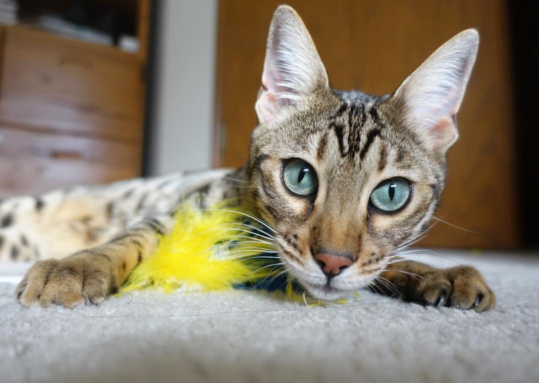 山巅回响，一个凡人之跃的2026世界杯首夜