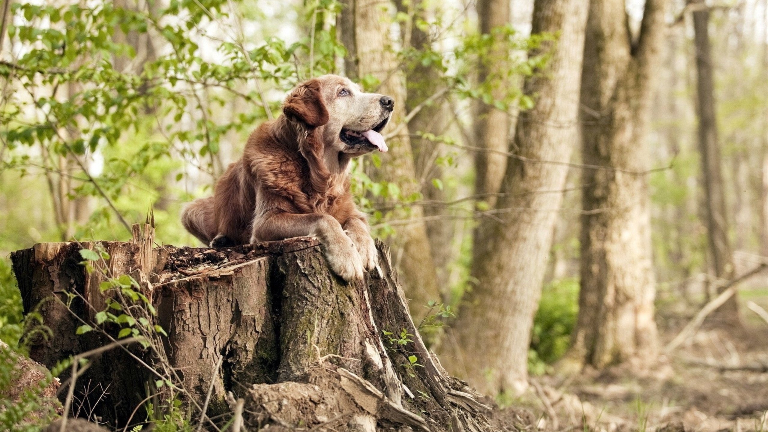 马克西单骑难救主，公牛铁血战术压制步行者