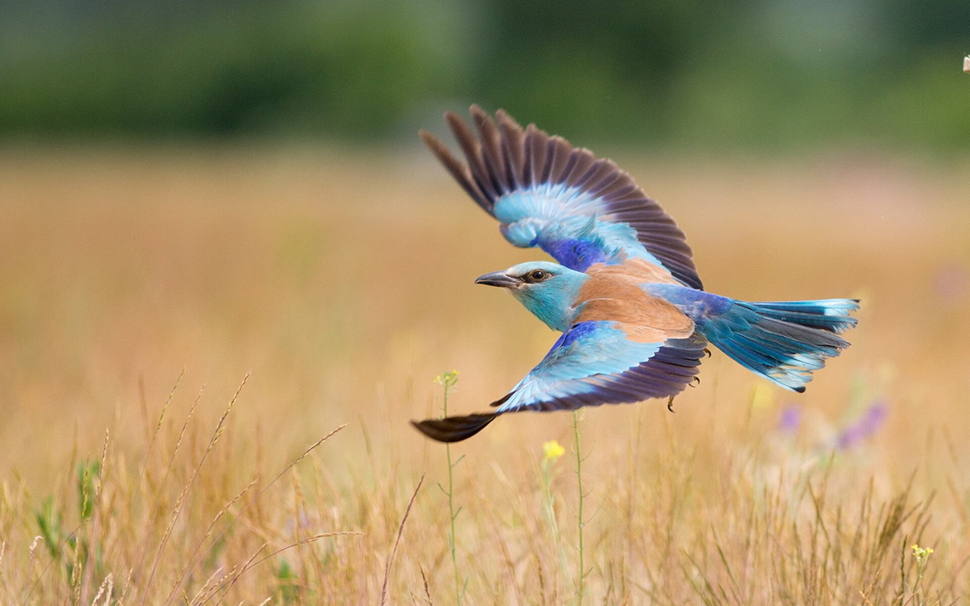 太空歌剧终章，当德罗赞于无声处炸裂—太阳坠落，刺客加冕年度焦点之战