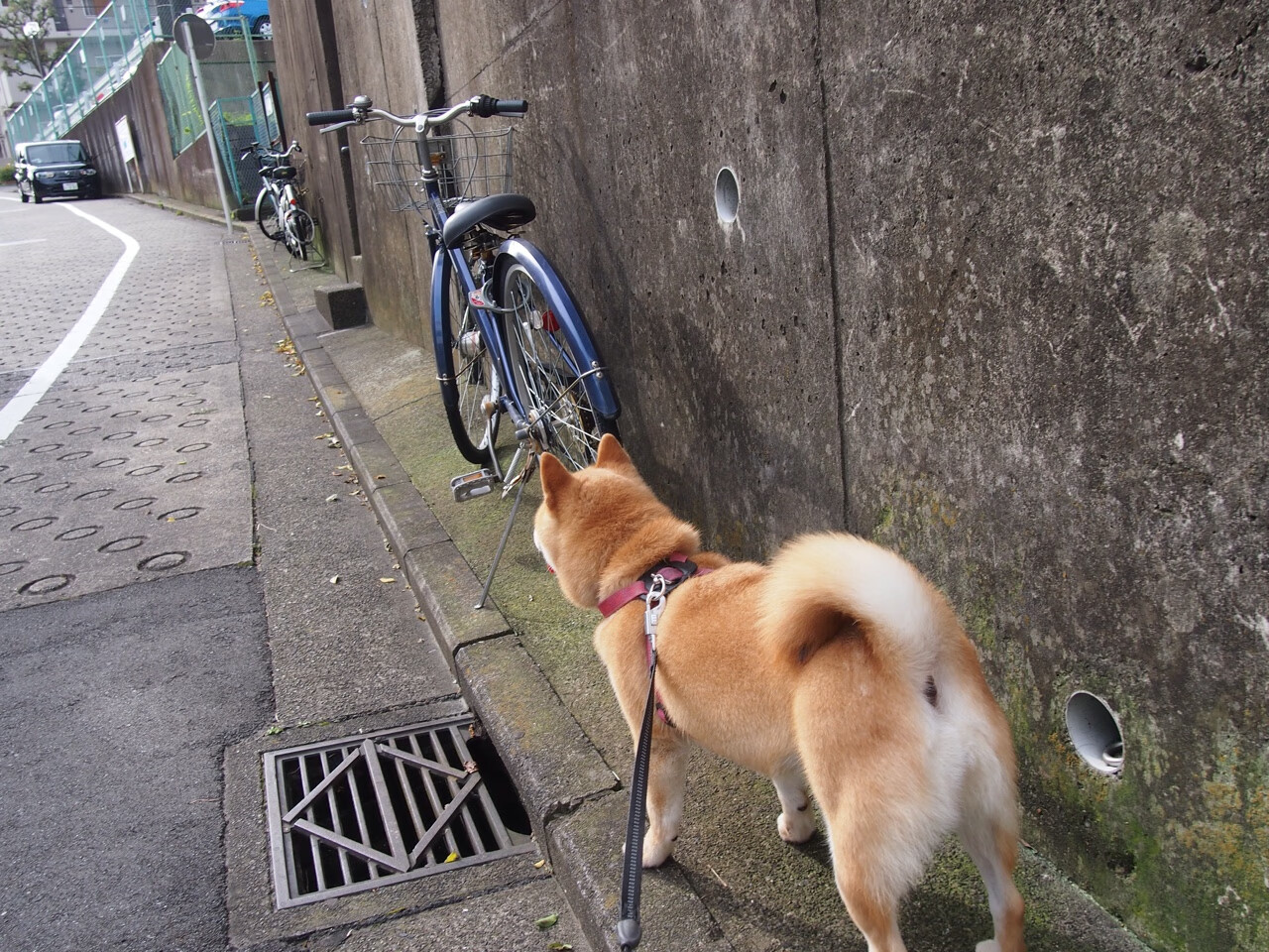 当狮子遇见斑马，格列兹曼在两种颜色间的独舞