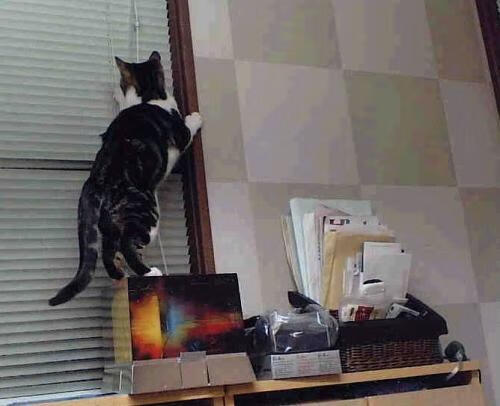 足球之夜，卢卡库爆发闪耀欧洲，阿尔及利亚狂胜突尼斯震惊非洲