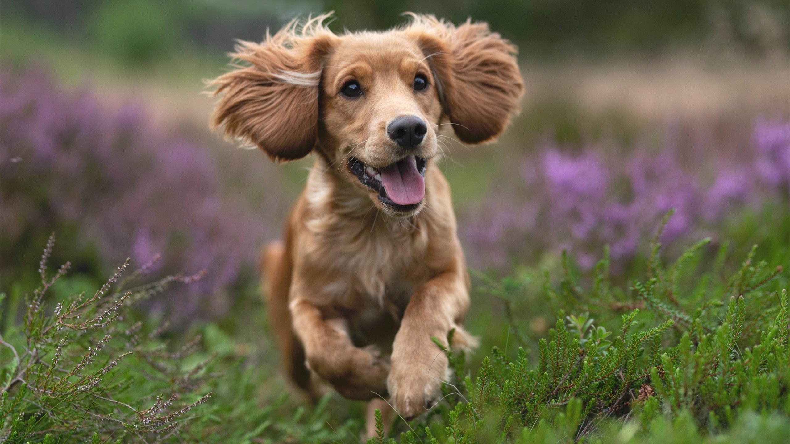 魔翼苏醒！37岁内马尔末节9分钟制造3球，曼联上演沙特审判日