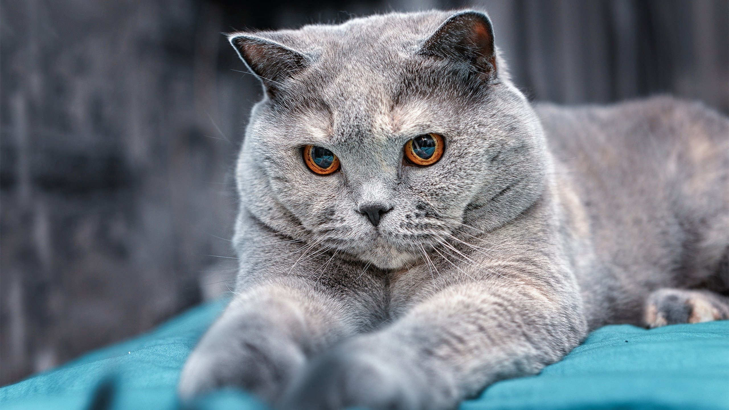 黄牌洪流与绝地求生，奥亚尔萨瓦尔一击刺穿高原神话