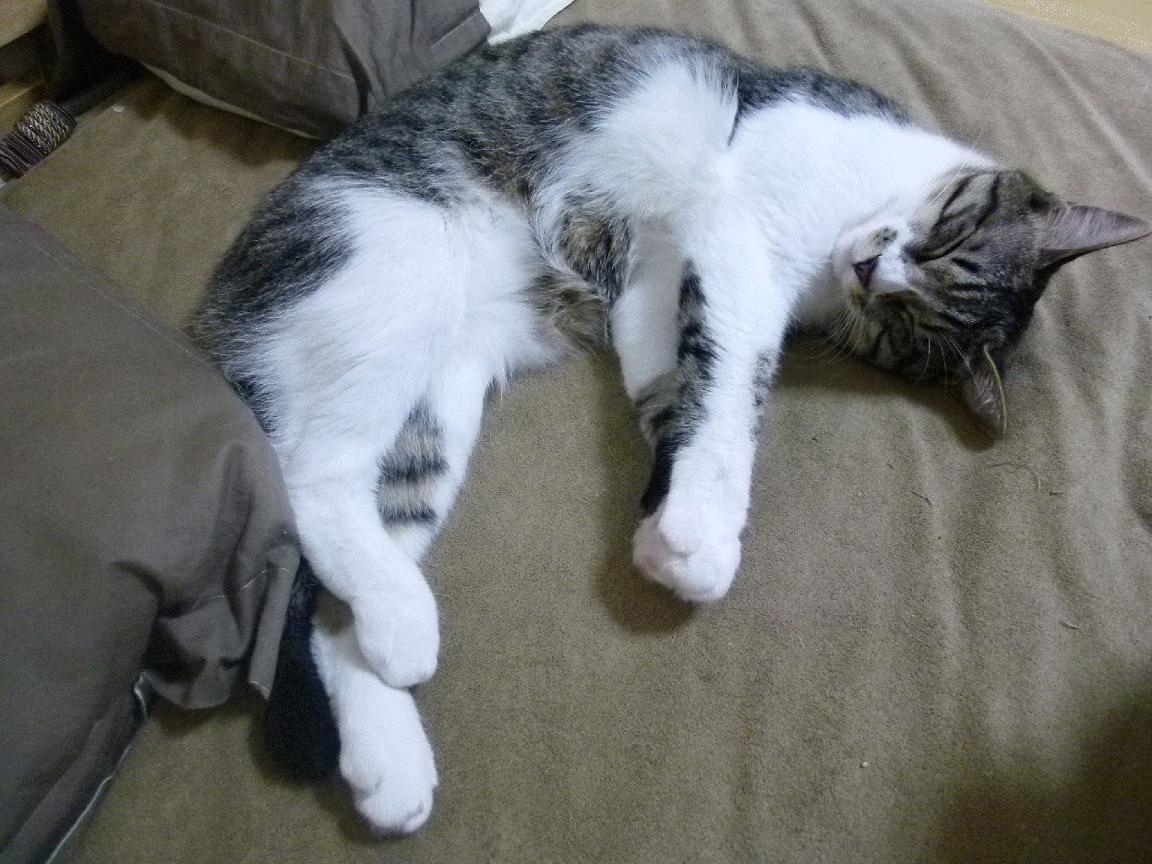 跨界巅峰战，北京队历史性击败亚特兰大老鹰，莫兰特成为关键先生