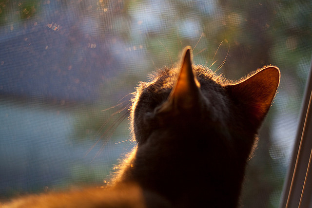 虚拟与现实的碰撞，当凯尔特人制霸广东队，约基奇竟成关键先生
