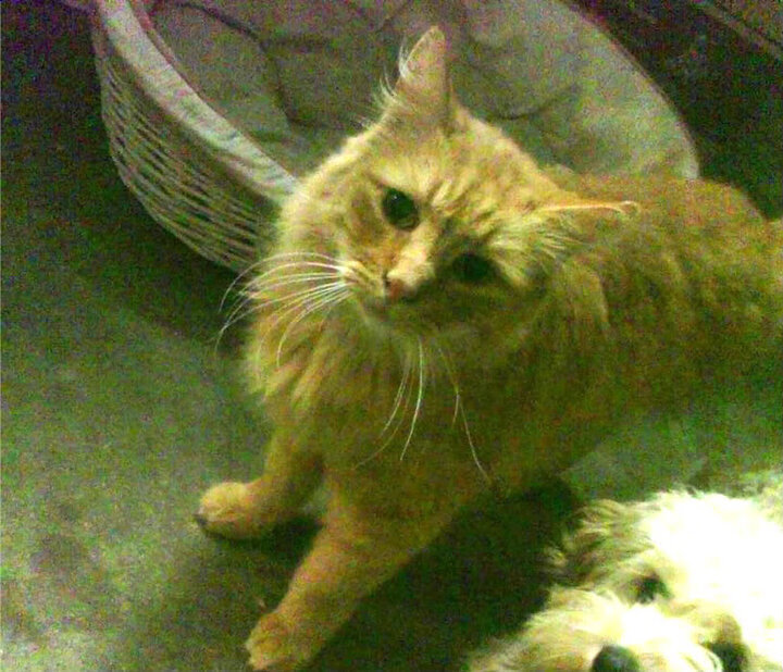 极速与对抗，当F1争冠逻辑映射NBA生死战